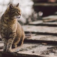 Kitten Rescued From the Streets the Night Before Destructive Hurricane Arrives