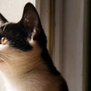 Kitten Shows Up at the Back Door of a Human Who Had No Plans to Get Another Pet