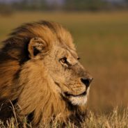 Majestic Lion ‘Mopane’ Brutally Killed By American Trophy Hunter