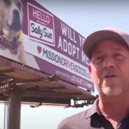 Man Buys Billboard To Help Senior Dog Get Adopted After 500 Days In Shelter