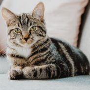 Me-ouch? This webcast explores potentially negative feline language