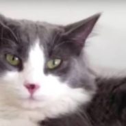 Missing Cat Fell From A Window And Vanished. 6 Years Later, He Found His Way Home