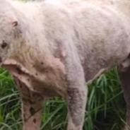 Neglected Street Dog Makes An Incredible Transformation