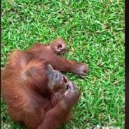 Orangutan At Indonesia Zoo Is Going Viral For Wearing Sunglasses Accidentally Dropped In Enclosure