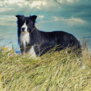 Owner Saves Dog From Falling Off Perilous Cliffside