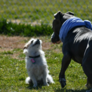 Owners Pay $2,200 To Let Their Dogs Play At An Exclusive Indoor Park