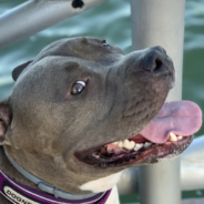 Pearl The Pittie Loves The Pool