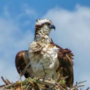 People Outraged Over The Killing Of Two Young Ospreys At Maryland Park