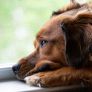 Pets Are Abandoned During Foreclosures At A Staggering Rate