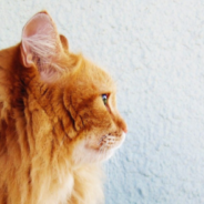 Picky Cat Refuses To Use The Expensive Feeder Its Owner Got