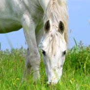 Poison Hemlock Is Toxic To People & Pets, And It Is Blooming All Over The U.S.