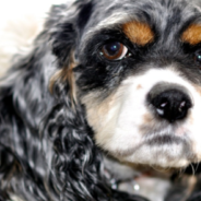 Puppy Wouldn’t Stop Barking So Older Dog Pushed Him Into The Pool