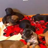 Rescue Mama Dog ‘Adopts’ Orphaned Puppies At Shelter