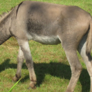 Rescue Pit Bull Becomes BFFs With Adopted Donkey