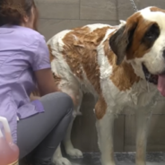 Senior St. Bernard Gets Pampered At The Groomer’s