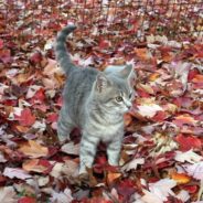 Shelter Cat Pushes All the Other Kitties Out of the Way When She Sees the Human She Wants