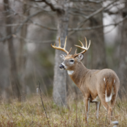 State Animals of the Midwestern United States