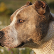 Terrified Dog Learns How To Relax After Being Rescued From Euthanasia