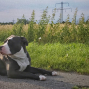 There’s Nothing Quite Like This Relationship Between A Pitbull And A Little Girl