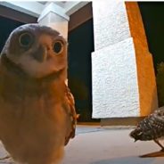 Three Owls Have A Hoot On Family’s Front Porch And It Was All Captured On Doorbell Camera