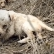 Tiny Puppy Abandoned In A Field Gets A Second Chance At Life