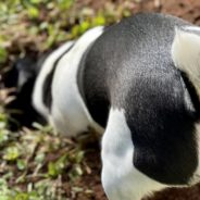 When A Dog Got Stuck Under Her House, Police Sent Their Best “Dog Whisperers” To Free Her