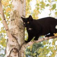 Woman Spends Night Out in the Rain Searching for Kitten After Hearing Meows Outside