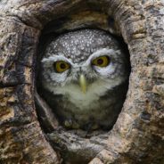 3.4 Million Acres Of Spotted Owl Habitat Could Soon Be Restored