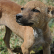 Abandoned Puppy Hiding In Drain Pipe Gets A New Lease On Life