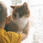 After Being Adopted By Families with Children on the Autism Spectrum, Cats Are Less Stressed