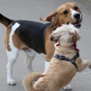 After Being Overlooked in Shelter, Bonded Older Dogs Finally Find a Home Together