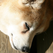 Blind Dog Used As ‘Target Practice’ Dedicates Life To Helping Others