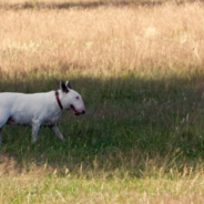 Bull Terrier Steps Up As Big Brother To Rescued Gosling