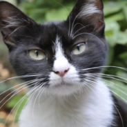 Cat Gets Revenge After Being Locked Out Of The Bathroom