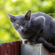 Cat Trades in His Spot on a Roof for a Warm Bed Inside