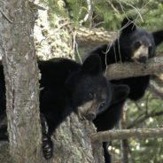 Colorado Officials Offer Reward To Find Poacher Who Killed Mama Bear and Left Two Cubs Orphaned