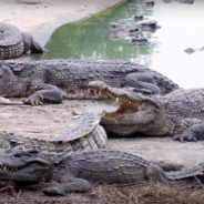 Critically Endangered Crocodile Species Found By Wildlife Researchers