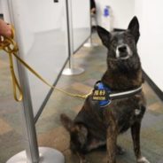 Detection Dogs Are Using Their Noses To Sniff Out Covid-19 at Miami Airport