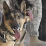 Did The U.S. Military Leave K-9s Behind In Kabul? Pentagon Calls Rumor Fake News