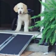 Disabled Rescue Dog Cannot Control His Excitement Over New Wheelchair Ramp