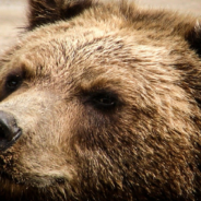 Dog Wakes Up To Bear Staring At Him In The Face