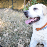 Dog With Tumor On Her Tongue Saved From Life On The Streets