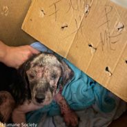 Emaciated Puppy Found In Taped Cardboard Box With “Help Me” Written On It Outside Kentucky Shelter