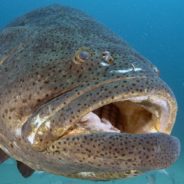 Florida Proposes Fishing Licenses For Once Endangered Goliath Grouper