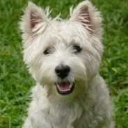 Florida Woman Reunited With Lost Senior Dog 331 Days After He Went Missing