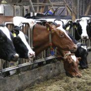 German Scientists Are Potty-Training Cows To Solve A ‘Climate Killer Conundrum’