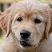 Golden Retriever Puppy Relaxes In Pool With Flamingo Inner Tube And Video Goes Viral