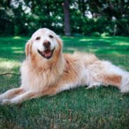 Golden Retriever Sits In The Same Spot To Watch The Sunset Every Evening