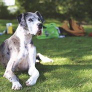 Great Dane Comforts Foster Brother Struggling With Anxiety