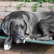 Great Dane Refuses To Let Owner Fall Asleep So Man Pretends To Snore